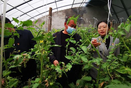 中牟县韩寺镇硒砂瓜今日最新价格,价格行情一览”