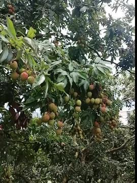 今日的哈密瓜视频最新,揭秘甜蜜背后的种植奥秘